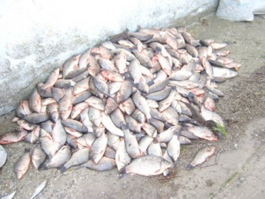 121 kilograme de peşte, confiscate la Tulcea